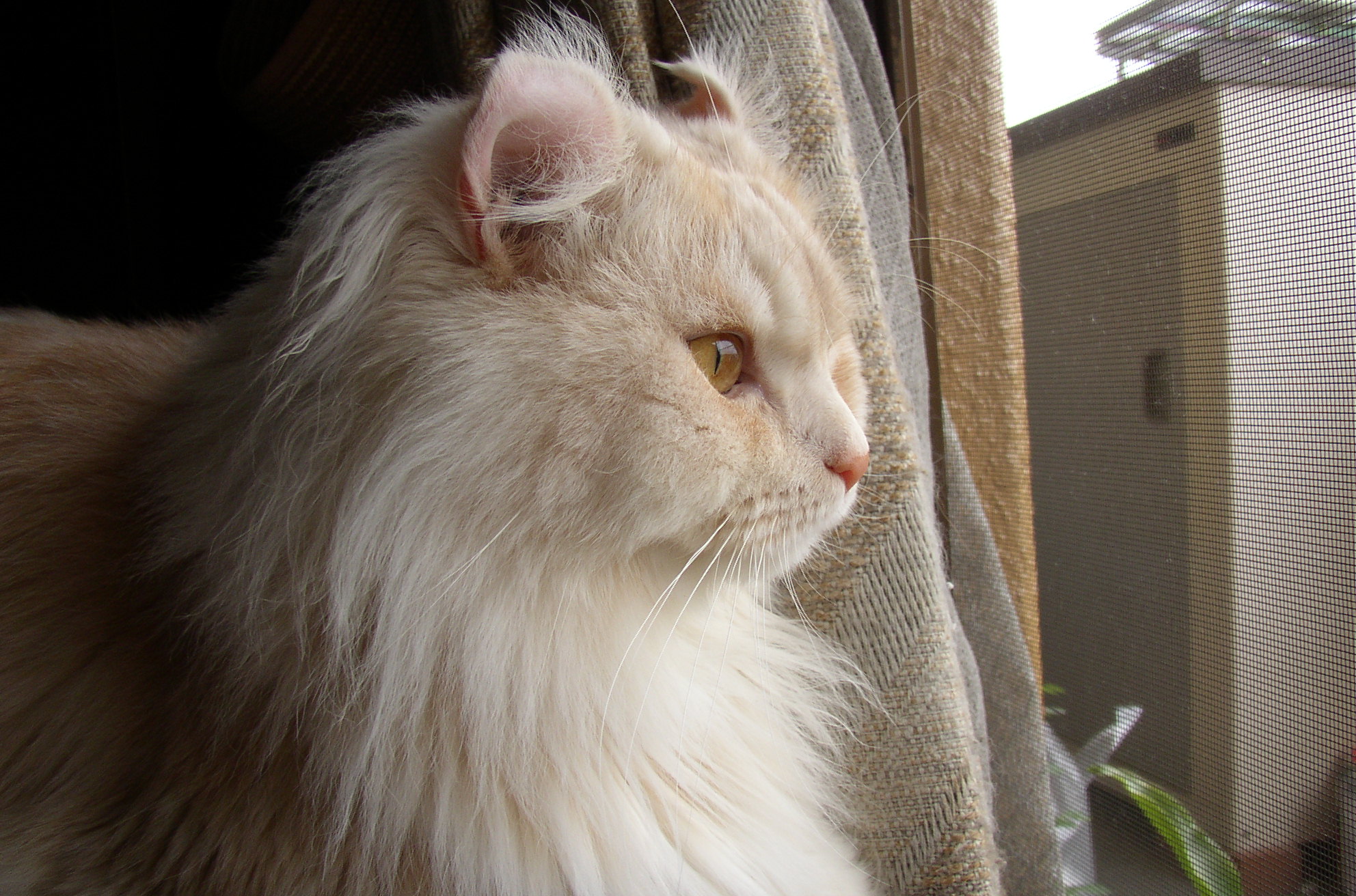 �N�l�̗l�E�E�E